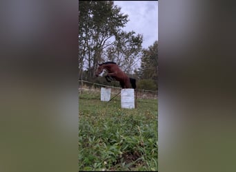 Holstein, Gelding, 3 years, 16,2 hh, Bay
