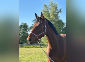 Holstein, Gelding, 3 years, 16,2 hh, Brown