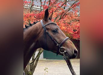 Holstein, Gelding, 3 years, 16,2 hh, Brown