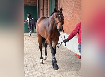 Holstein, Gelding, 3 years, 16,2 hh, Brown