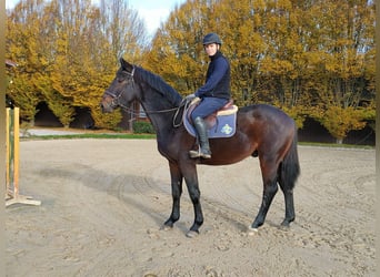Holstein, Gelding, 3 years, 16,2 hh, Brown