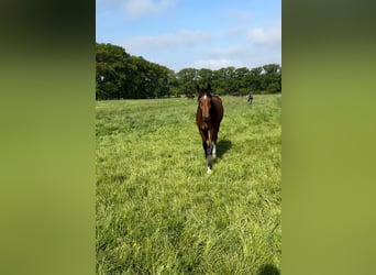 Holstein, Gelding, 3 years, 16,3 hh, Brown