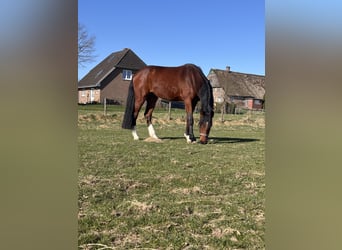 Holstein, Gelding, 3 years, 16,3 hh, Brown