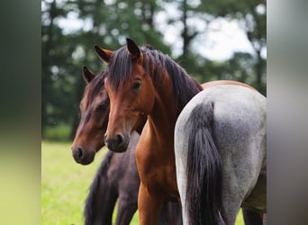 Holstein, Gelding, 3 years, 16,3 hh, Brown