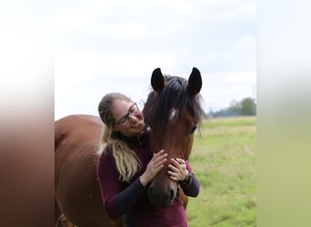 Holstein, Gelding, 3 years, 16,3 hh, Brown
