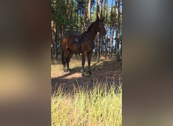 Holstein, Gelding, 3 years, 17.3 hh