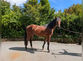 Holstein, Gelding, 3 years, 17 hh, Brown