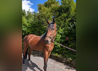 Holstein, Gelding, 3 years, 17 hh, Brown