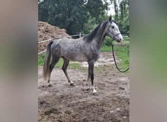 Holstein, Gelding, 3 years, 17 hh, Grey