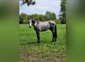 Holstein, Gelding, 3 years, 18,1 hh, Grey-Dapple