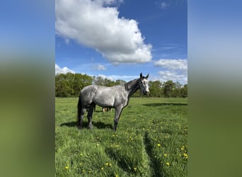 Holstein, Gelding, 3 years, 18,1 hh, Grey-Dapple