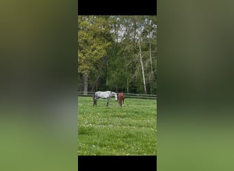 Holstein, Gelding, 3 years, 18,1 hh, Grey-Dapple