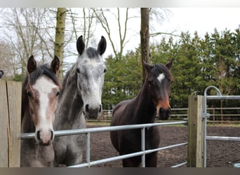 Holstein, Gelding, 3 years, 18,1 hh, Grey-Dapple