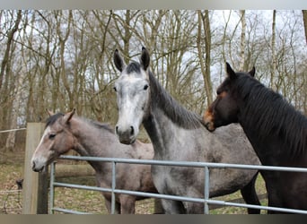 Holstein, Gelding, 3 years, 18,1 hh, Grey-Dapple