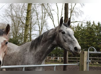 Holstein, Gelding, 3 years, 18,1 hh, Grey-Dapple