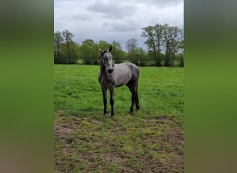 Holstein, Gelding, 3 years, 18,1 hh, Grey-Dapple