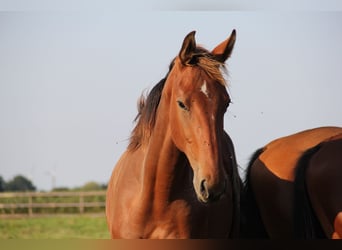 Holstein, Gelding, 3 years, Brown