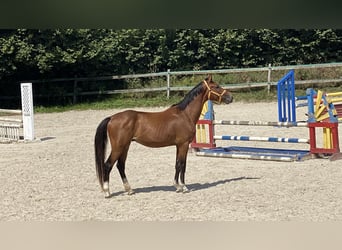 Holstein, Gelding, 3 years, Brown