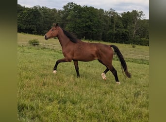 Holstein, Gelding, 3 years, Brown