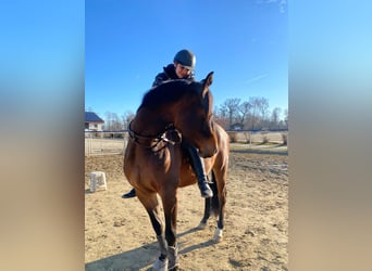 Holstein, Gelding, 4 years, 15,2 hh, Brown