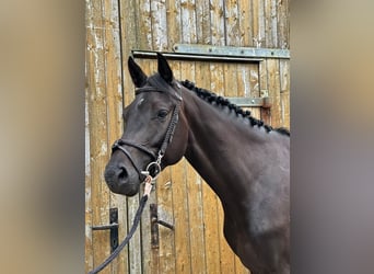 Holstein, Gelding, 4 years, 15.3 hh, Black