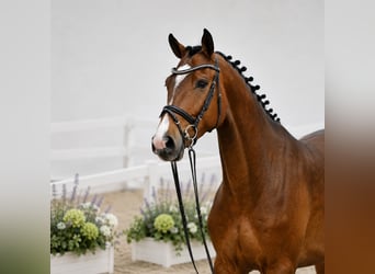 Holstein, Gelding, 4 years, 16.1 hh, Bay