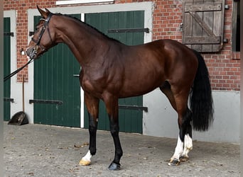 Holstein, Gelding, 4 years, 16.1 hh, Brown