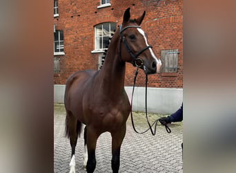Holstein, Gelding, 4 years, 16.1 hh, Brown