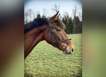 Holstein, Gelding, 4 years, 16.1 hh, Brown