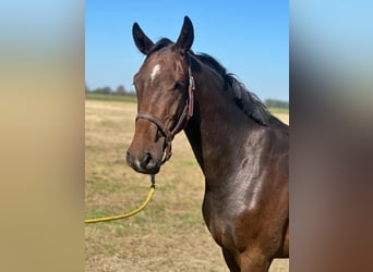 Holstein, Gelding, 4 years, 16,1 hh, Brown