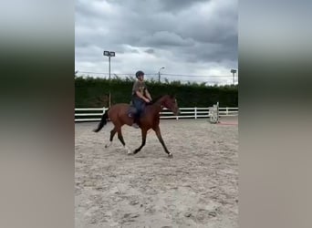 Holstein, Gelding, 4 years, 16.1 hh, Brown