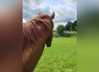 Holstein, Gelding, 4 years, 16.1 hh, Chestnut-Red
