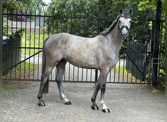 Holstein, Gelding, 4 years, 16,1 hh, Gray-Dapple