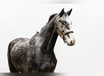 Holstein, Gelding, 4 years, 16,1 hh, Gray