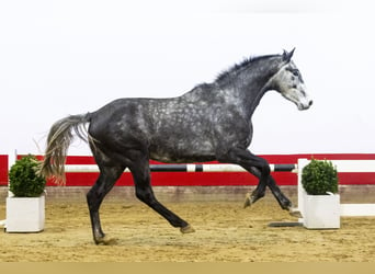 Holstein, Gelding, 4 years, 16,1 hh, Gray