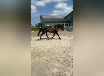 Holstein, Gelding, 4 years, 16,2 hh, Black