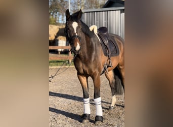 Holstein, Gelding, 4 years, 16.2 hh, Brown