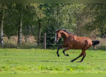 Holstein, Gelding, 4 years, 16.2 hh, Brown