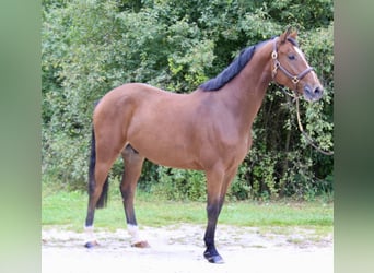 Holstein, Gelding, 4 years, 16.2 hh, Brown-Light Holstein, Gelding, 4 years, 16.2 hh, Brown-Light