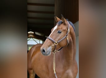 Holstein, Gelding, 4 years, 16.2 hh, Brown-Light Holstein, Gelding, 4 years, 16.2 hh, Brown-Light