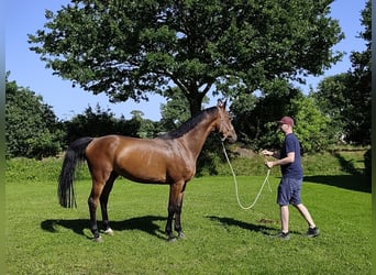 Holstein, Gelding, 4 years, 16.2 hh, Brown