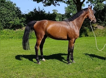 Holstein, Gelding, 4 years, 16.2 hh, Brown