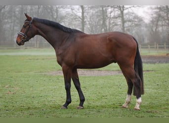 Holstein, Gelding, 4 years, 16,2 hh, Brown