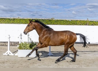 Holstein, Gelding, 4 years, 16.2 hh, Brown