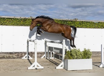 Holstein, Gelding, 4 years, 16.2 hh, Brown