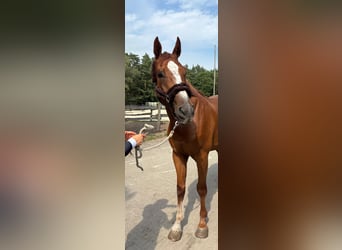 Holstein, Gelding, 4 years, 16.2 hh, Chestnut-Red
