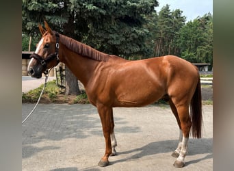 Holstein, Gelding, 4 years, 16.2 hh, Chestnut-Red