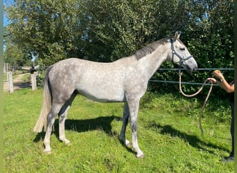 Holstein, Gelding, 4 years, 16.2 hh, Gray