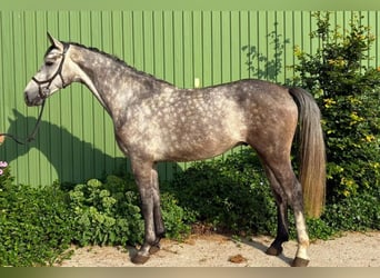 Holstein, Gelding, 4 years, 16.2 hh, Grey