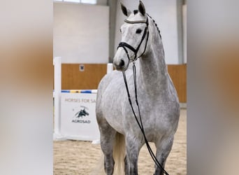 Holstein, Gelding, 4 years, 16.2 hh, Grey